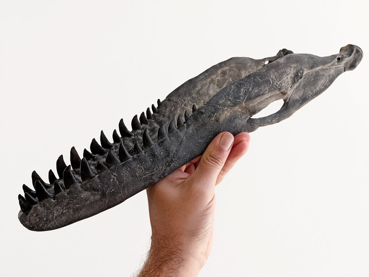 Deinonychus antirrhopus skull