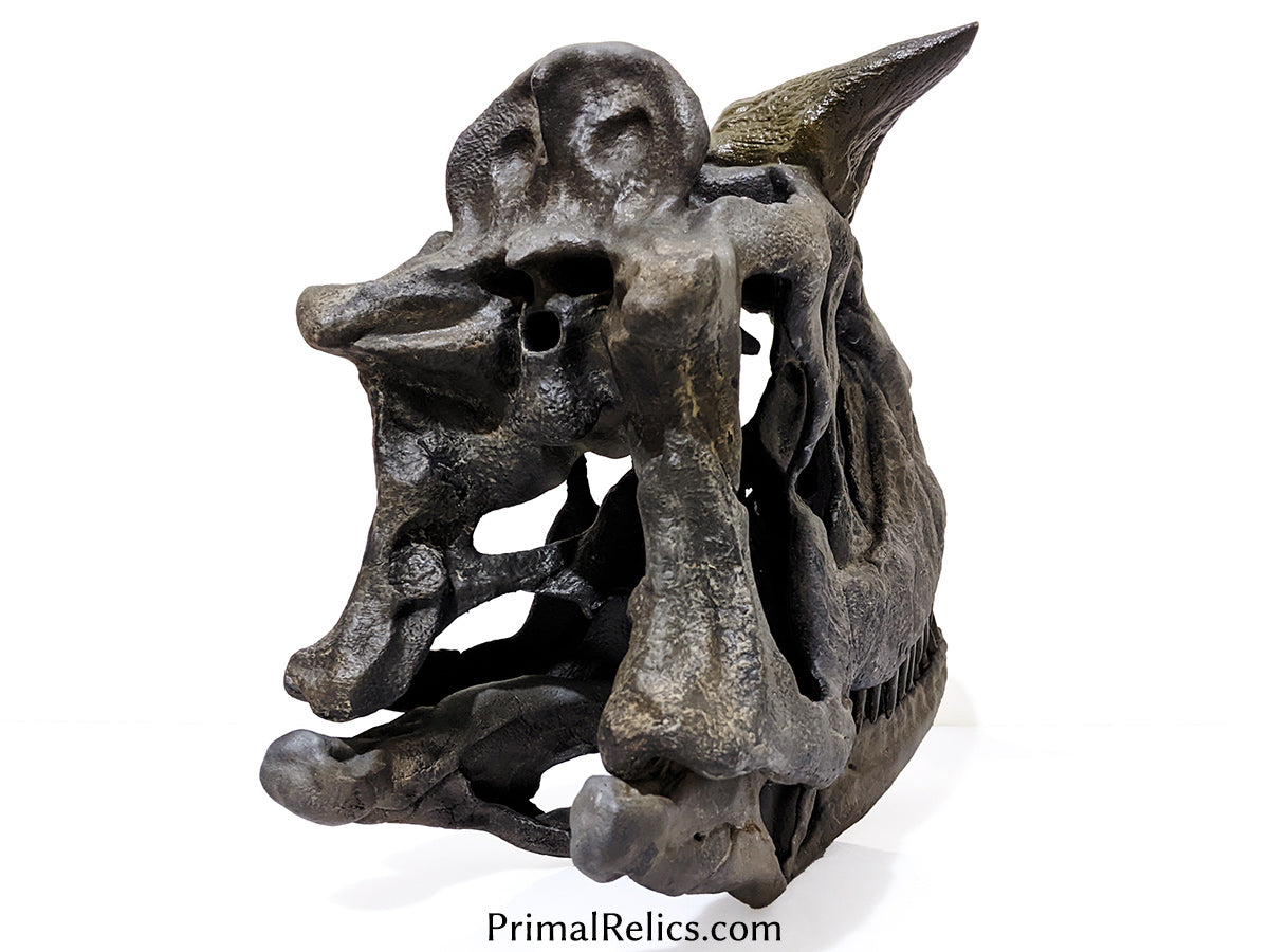 1:2 Carnotaurus sastrei skull