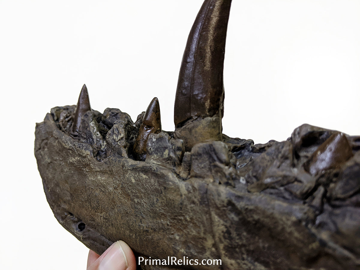 Megalosaurus jaw replica