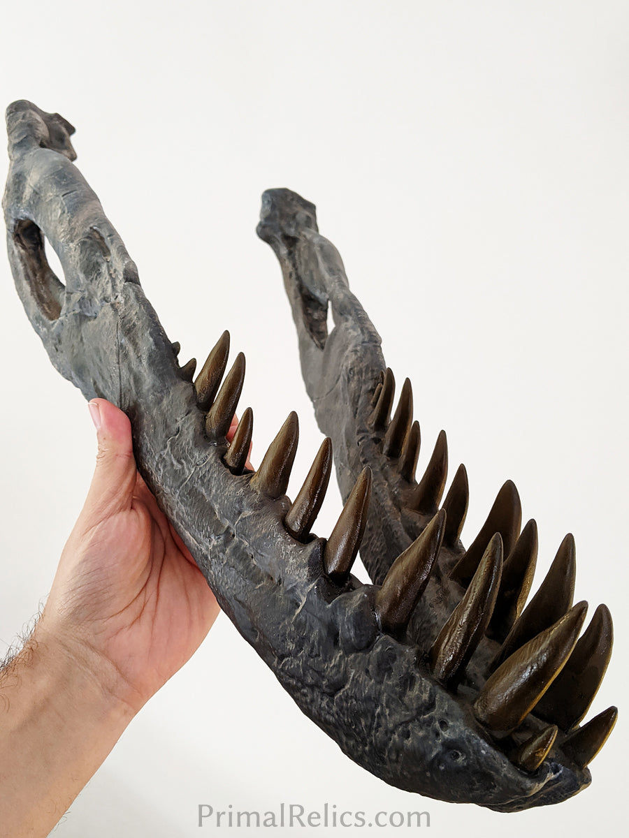 Ceratosaurus nasicornis skull