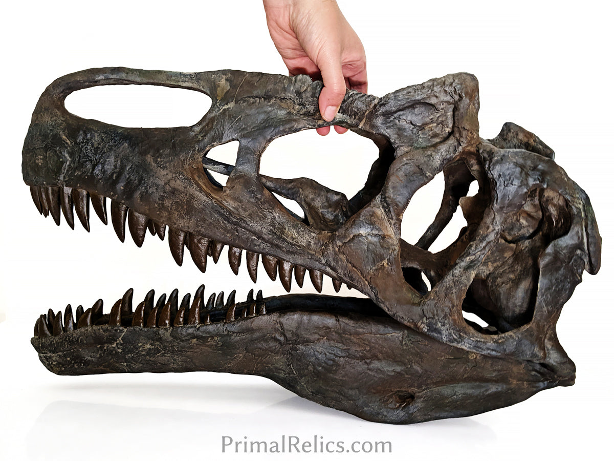 Allosaurus jimmadseni skull – Forma Fossilis