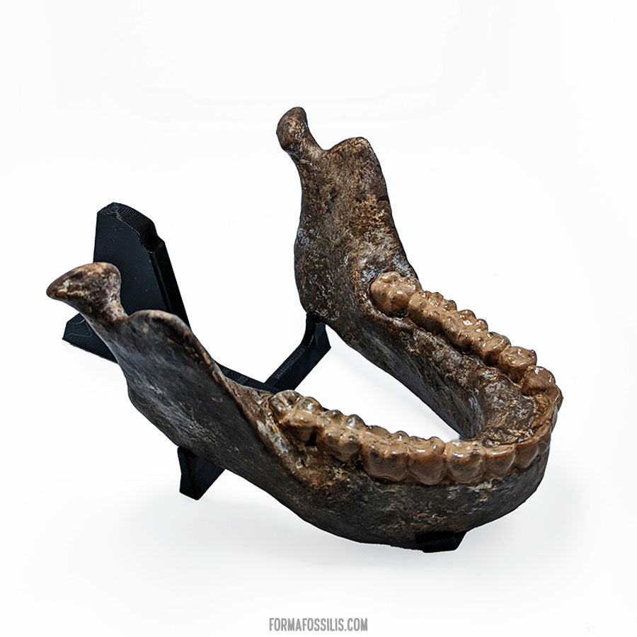 Homo naledi skull