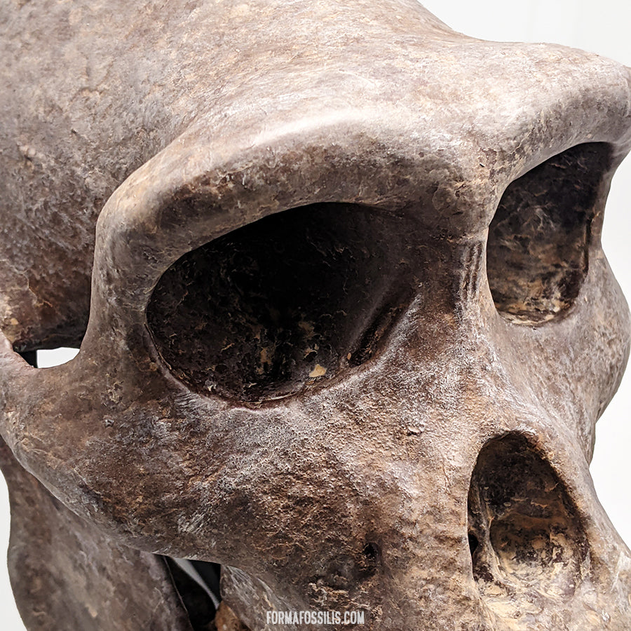 Sahelanthropus tchadensis skull