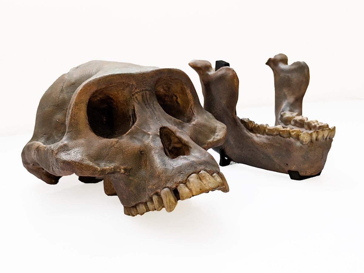 Australopithecus afarensis skull