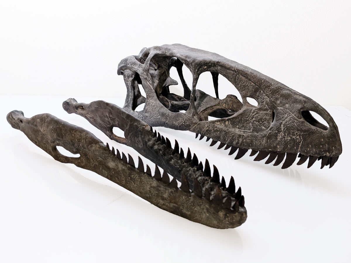 Deinonychus antirrhopus skull