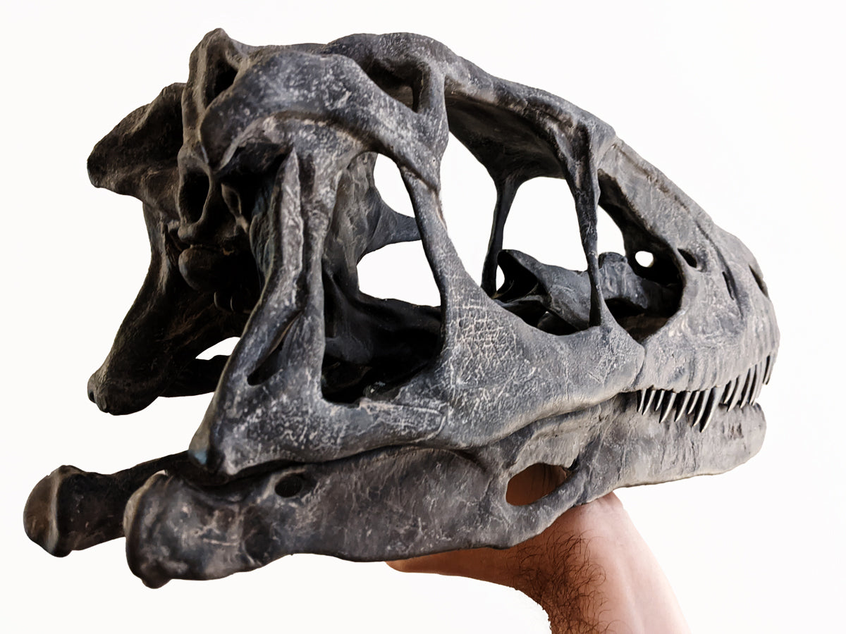 Deinonychus antirrhopus skull