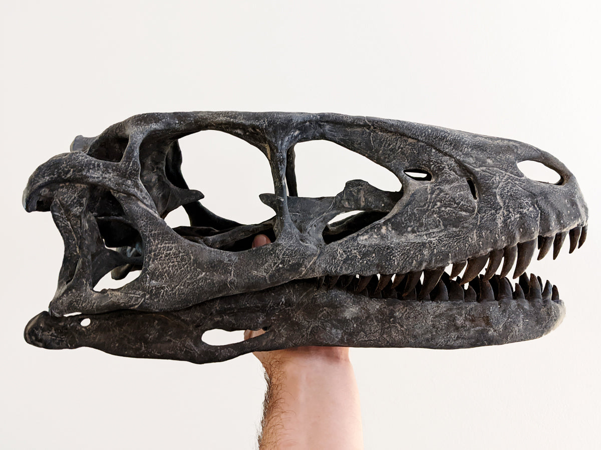 Deinonychus antirrhopus skull – Forma Fossilis