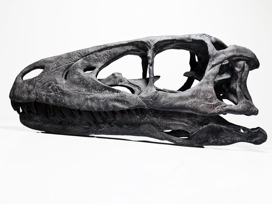 Deinonychus antirrhopus skull