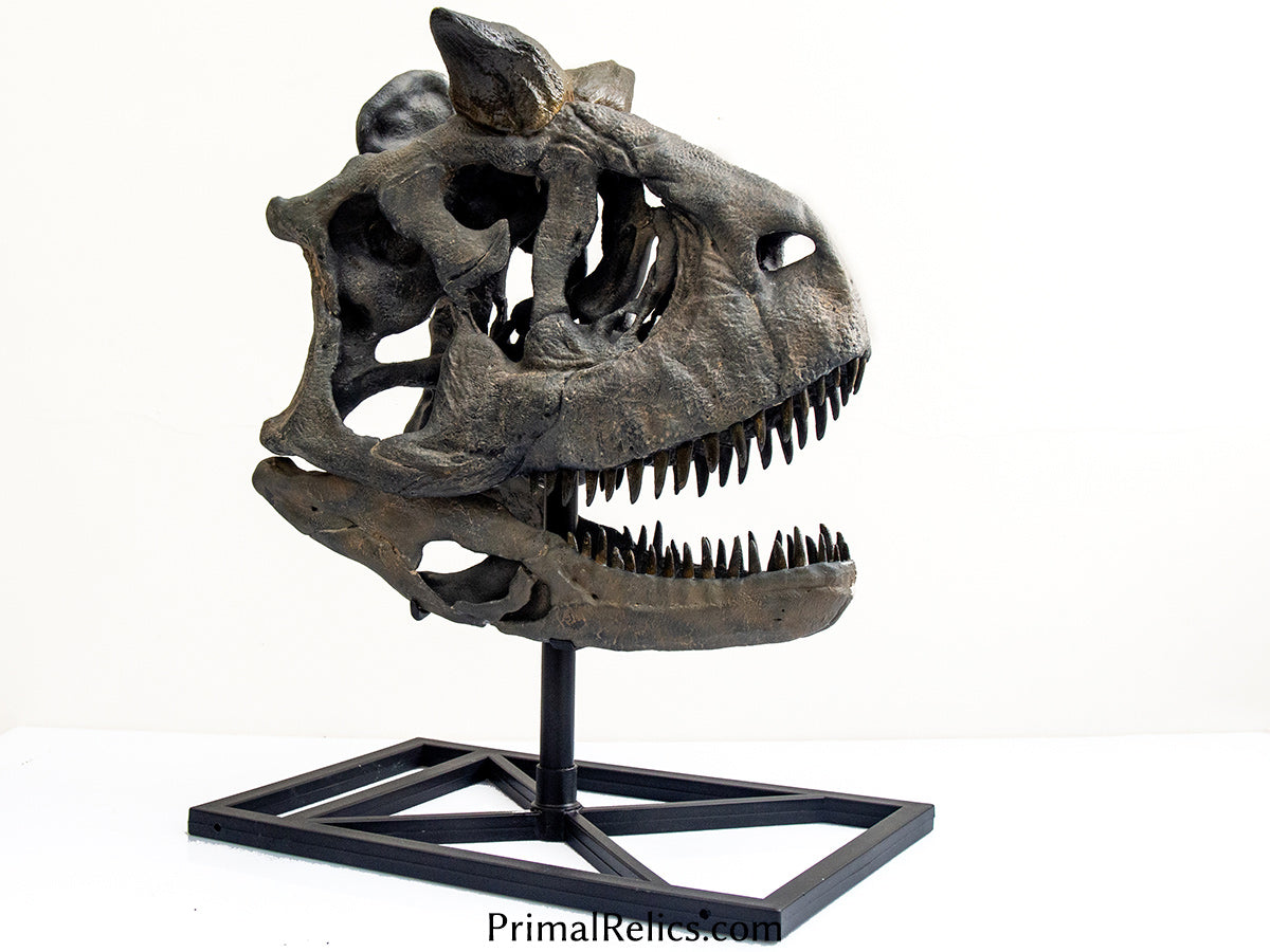 1:2 Carnotaurus sastrei skull
