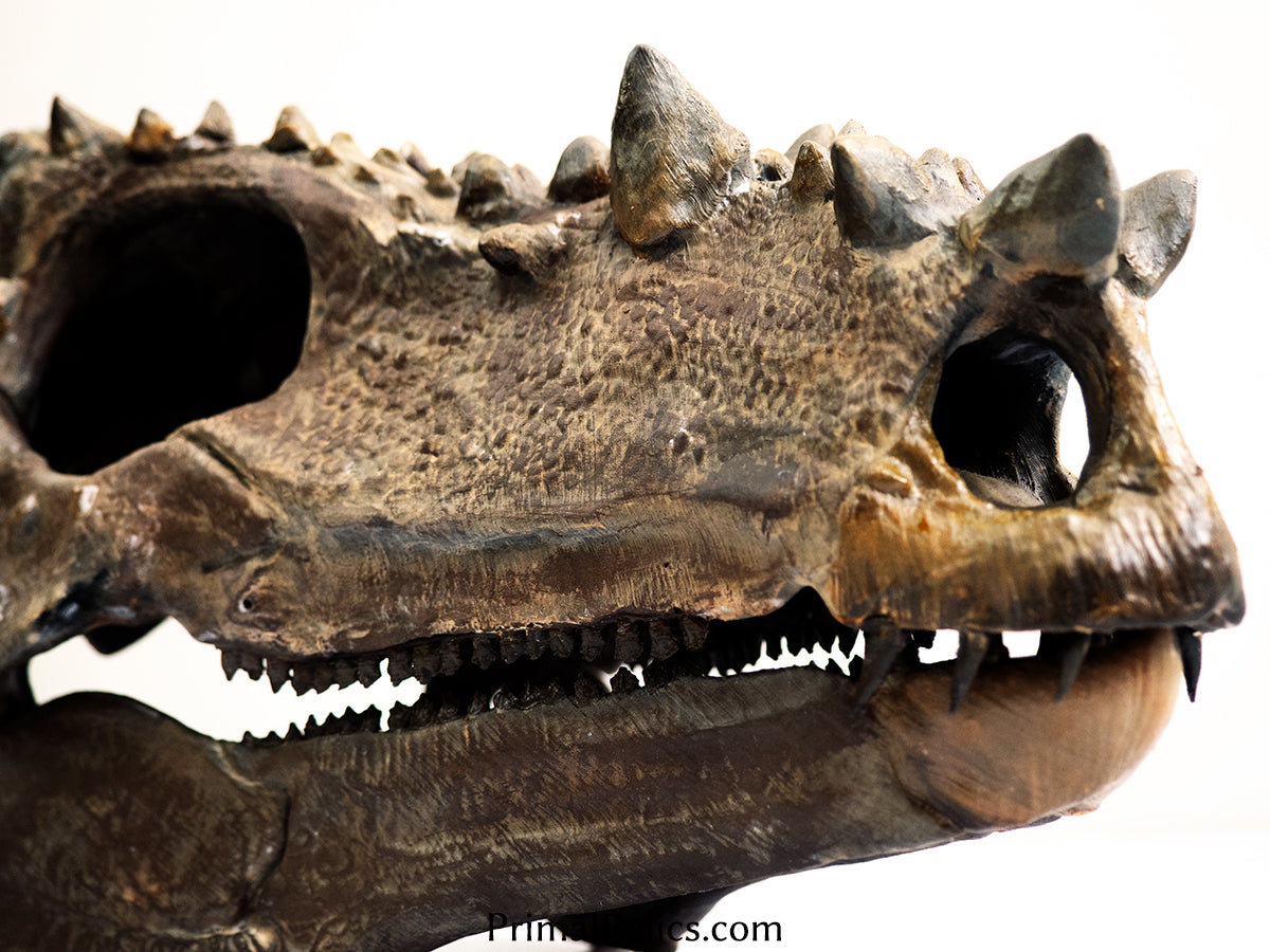 Dracorex Pachycephalosaurus Skull Forma Fossilis dracorex-pachycephalosaurus-skull-forma-fossilis