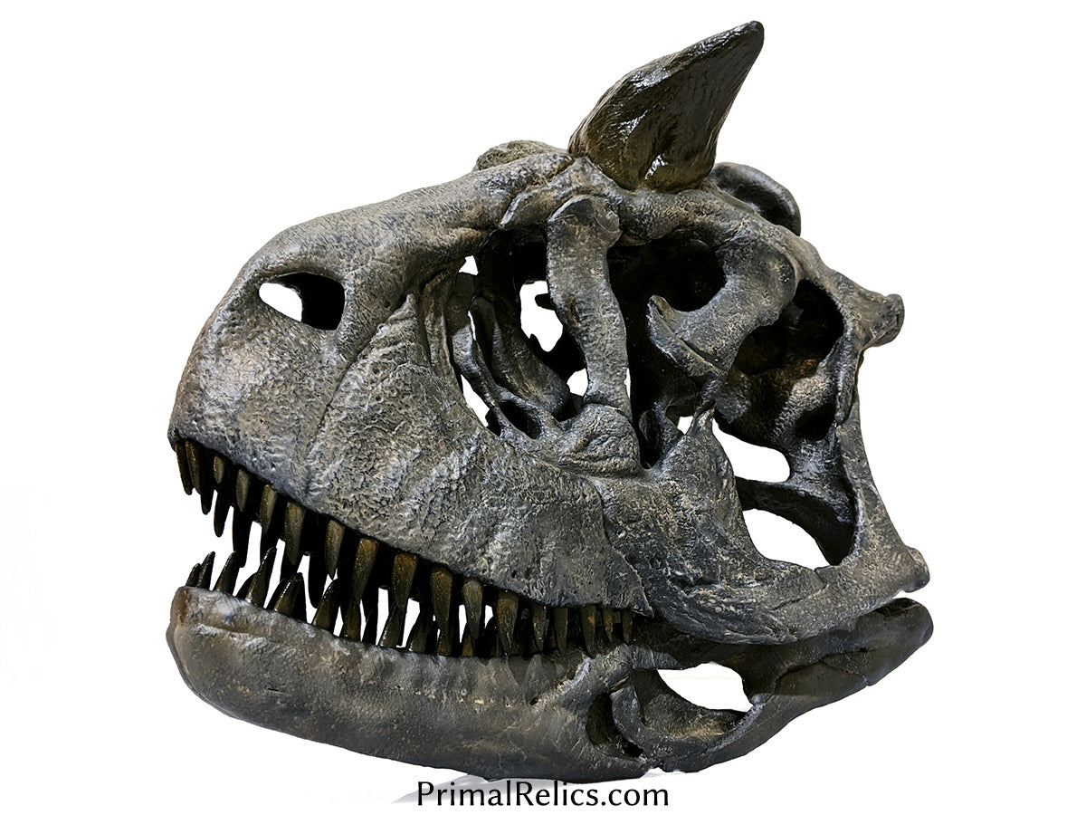 1:2 Carnotaurus sastrei skull