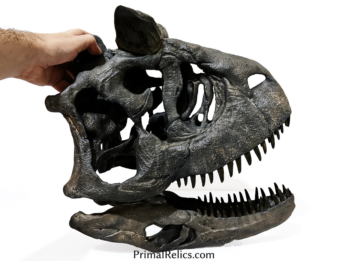 1:2 Carnotaurus sastrei skull