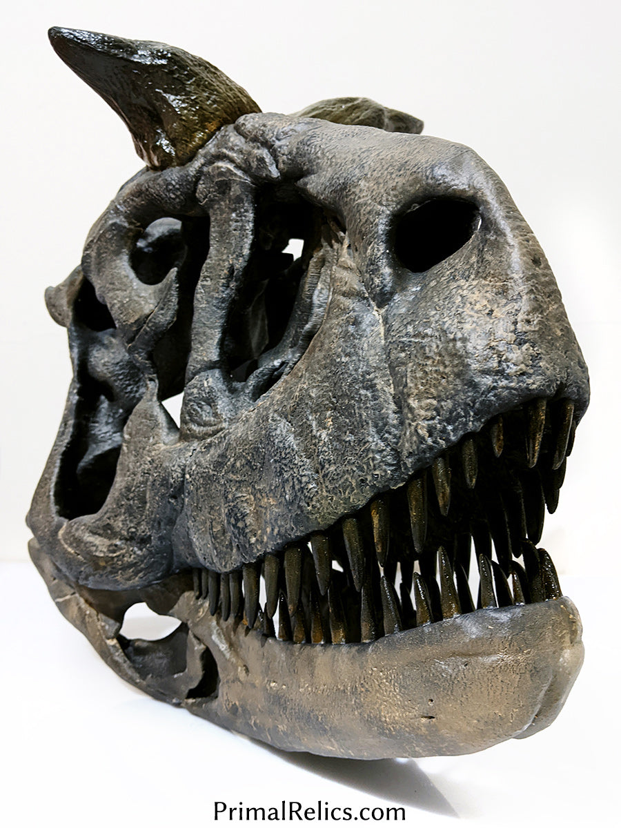 1:2 Carnotaurus sastrei skull