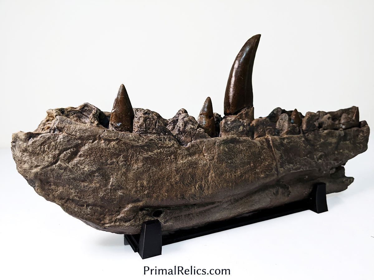Megalosaurus jaw replica