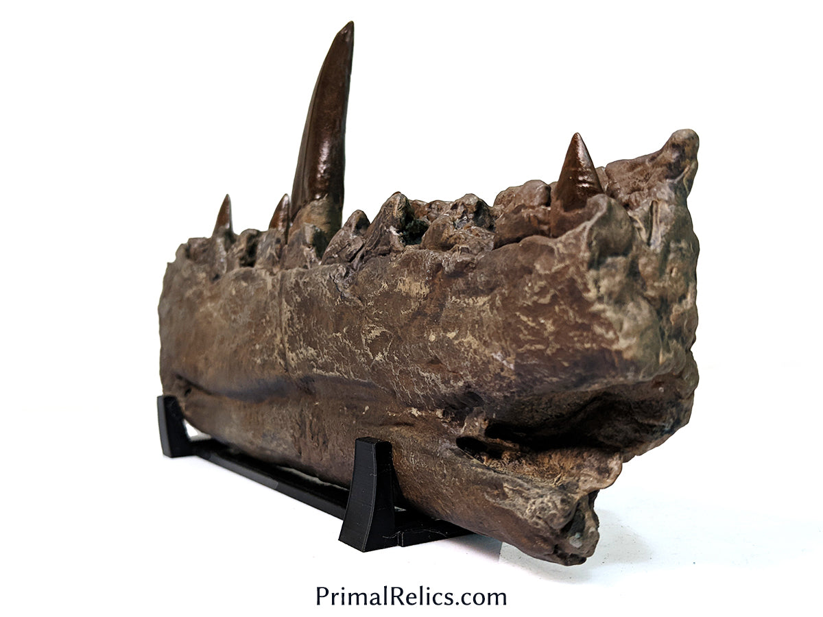 Megalosaurus jaw replica