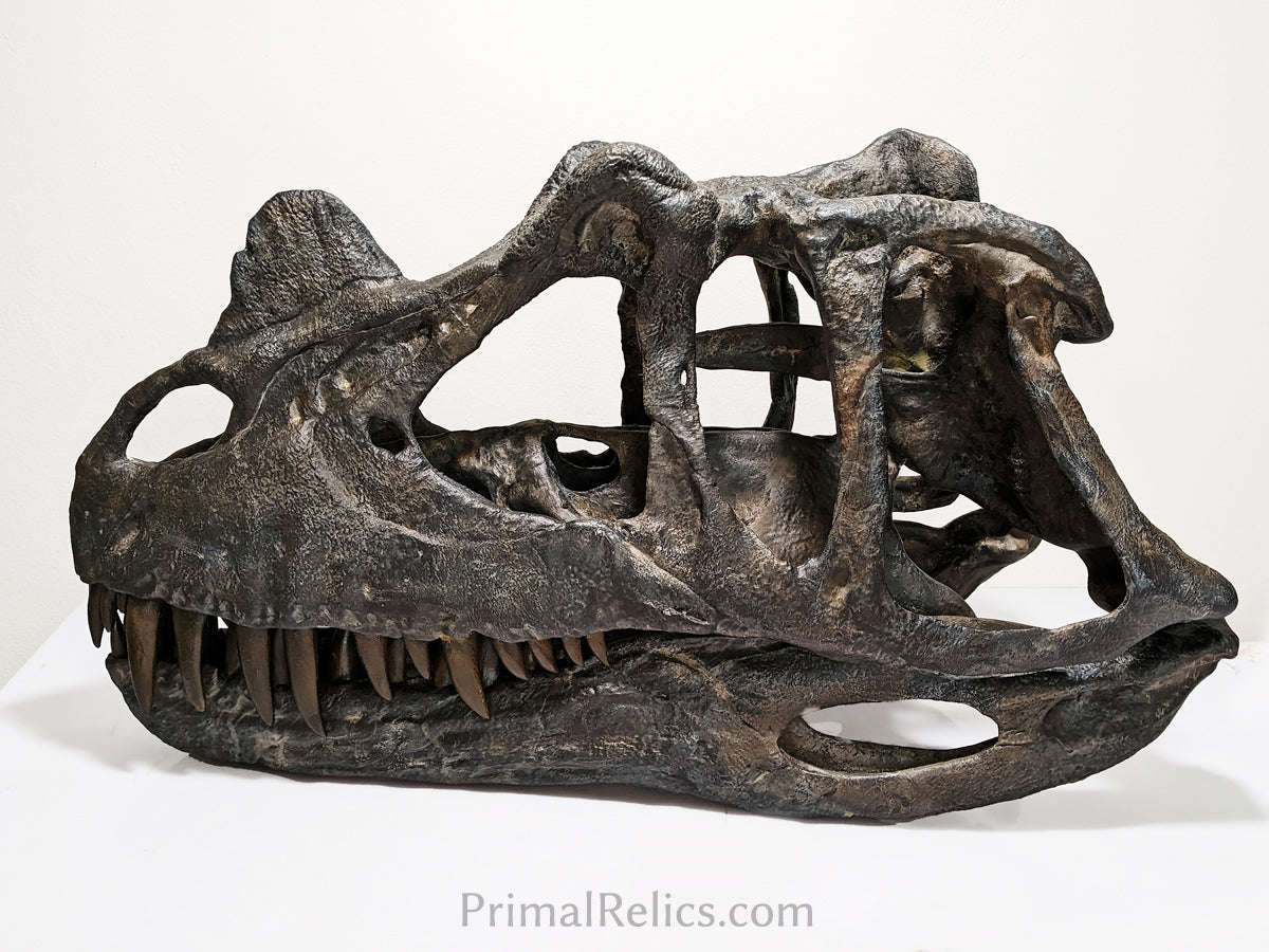 Ceratosaurus nasicornis skull