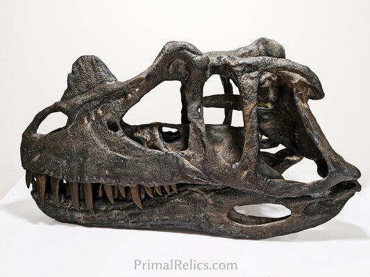 Ceratosaurus nasicornis skull