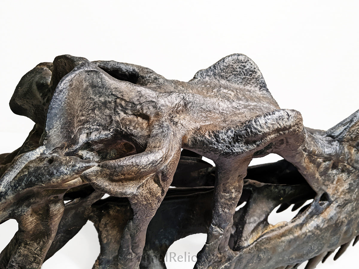 Ceratosaurus nasicornis skull