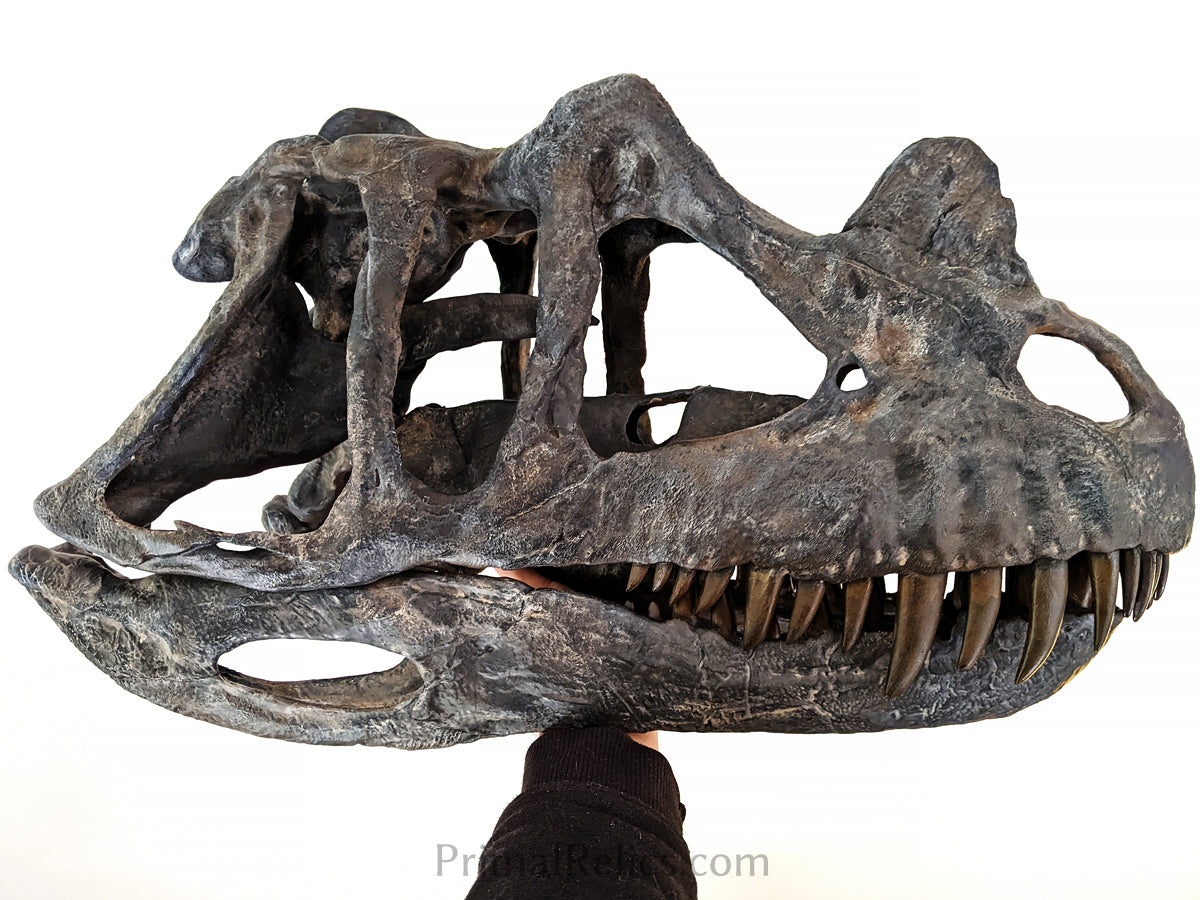 Ceratosaurus nasicornis skull