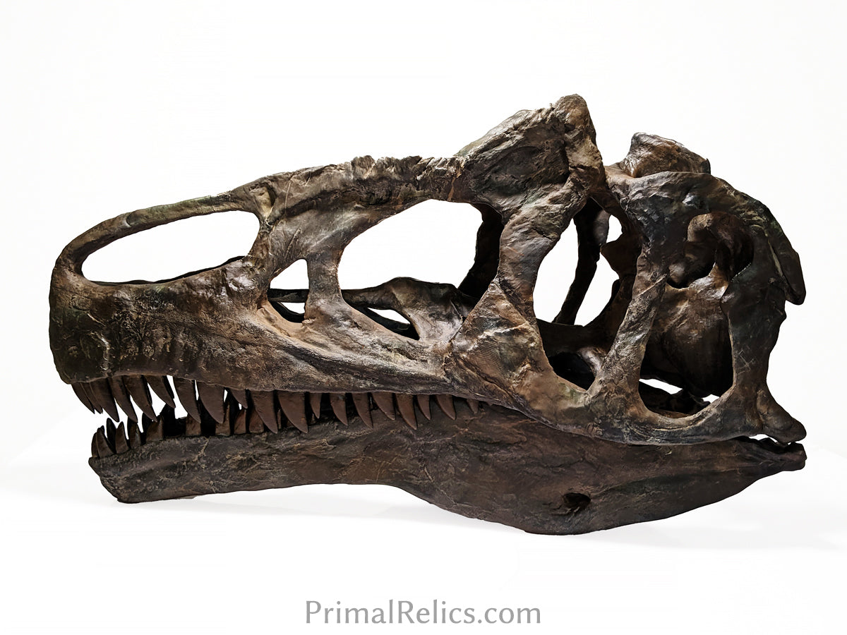 Allosaurus jimmadseni skull