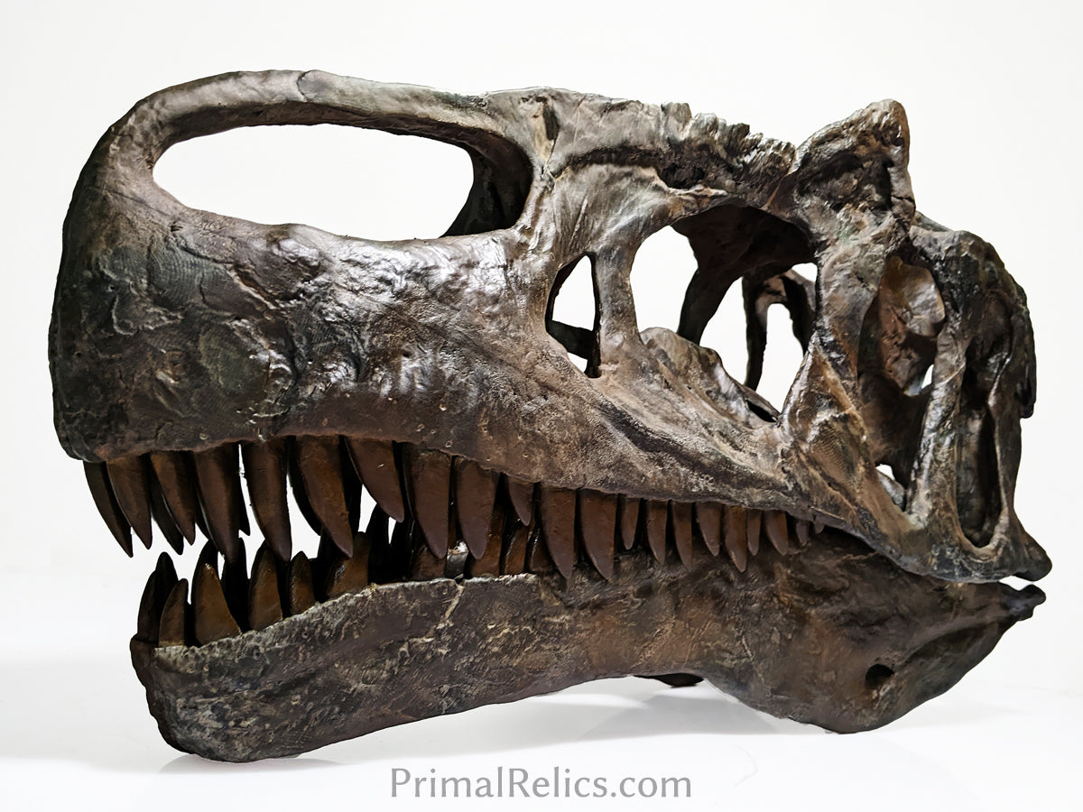 Allosaurus jimmadseni skull