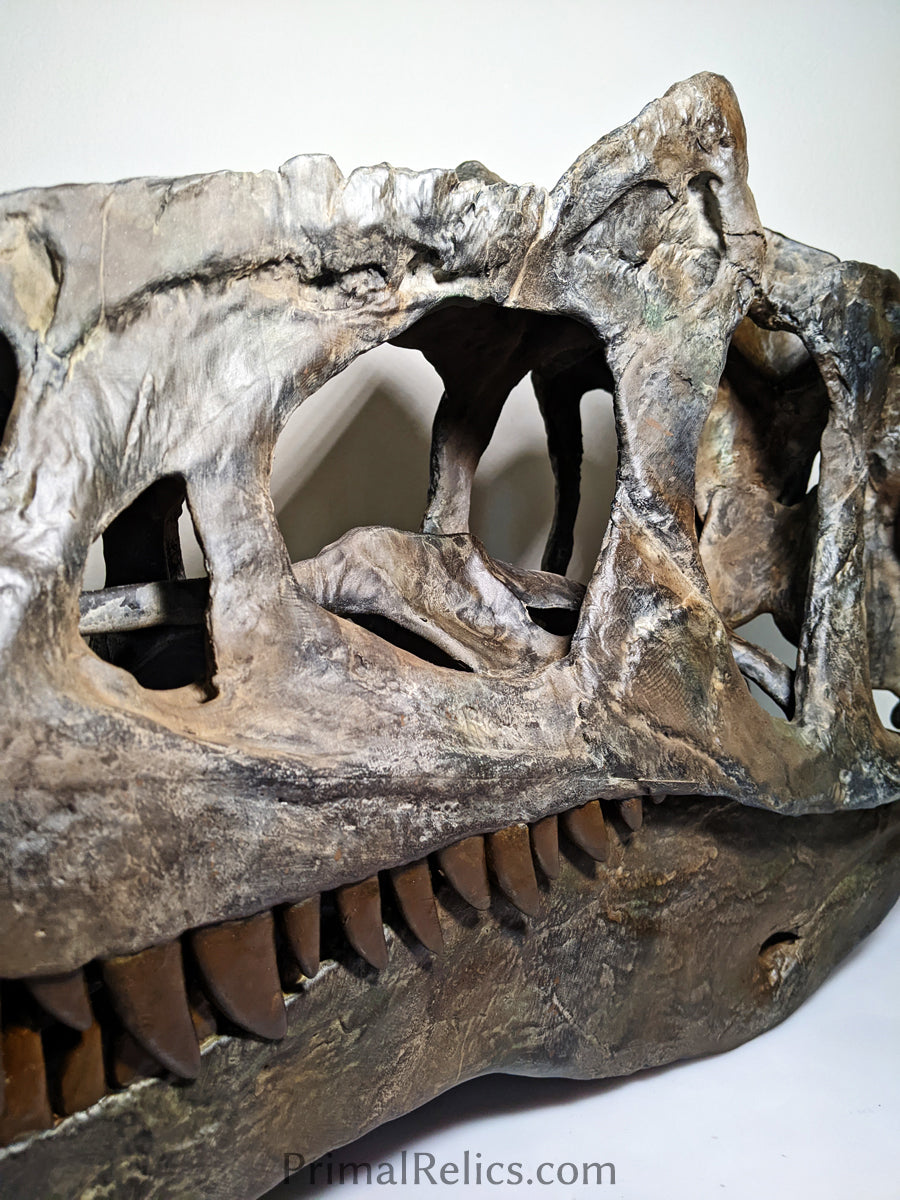 Allosaurus jimmadseni skull
