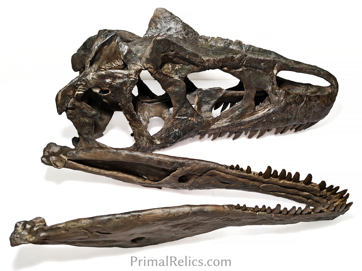 Allosaurus jimmadseni skull