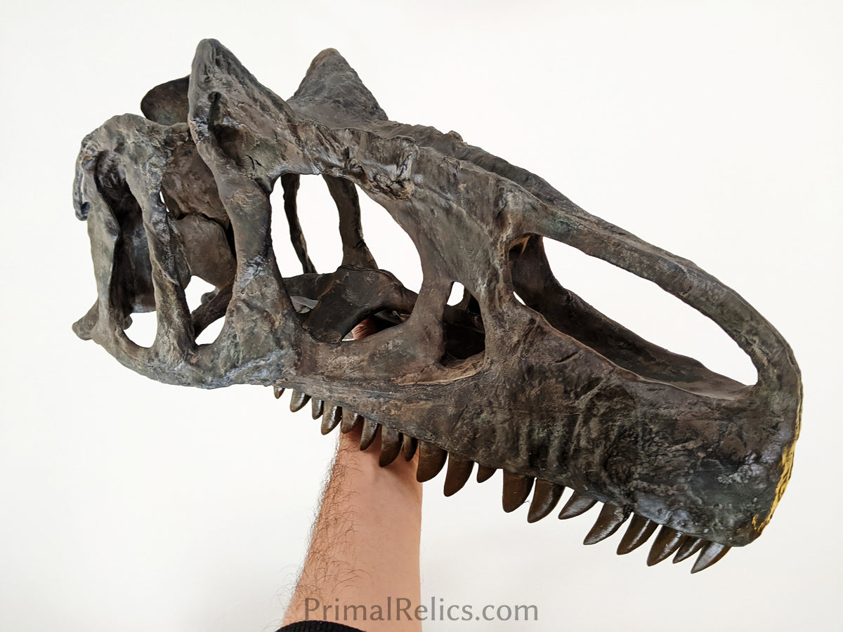 Allosaurus jimmadseni skull