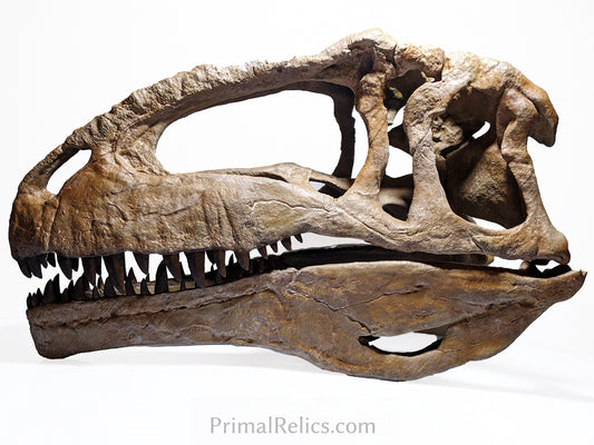Giganotosaurus carolinii skull
