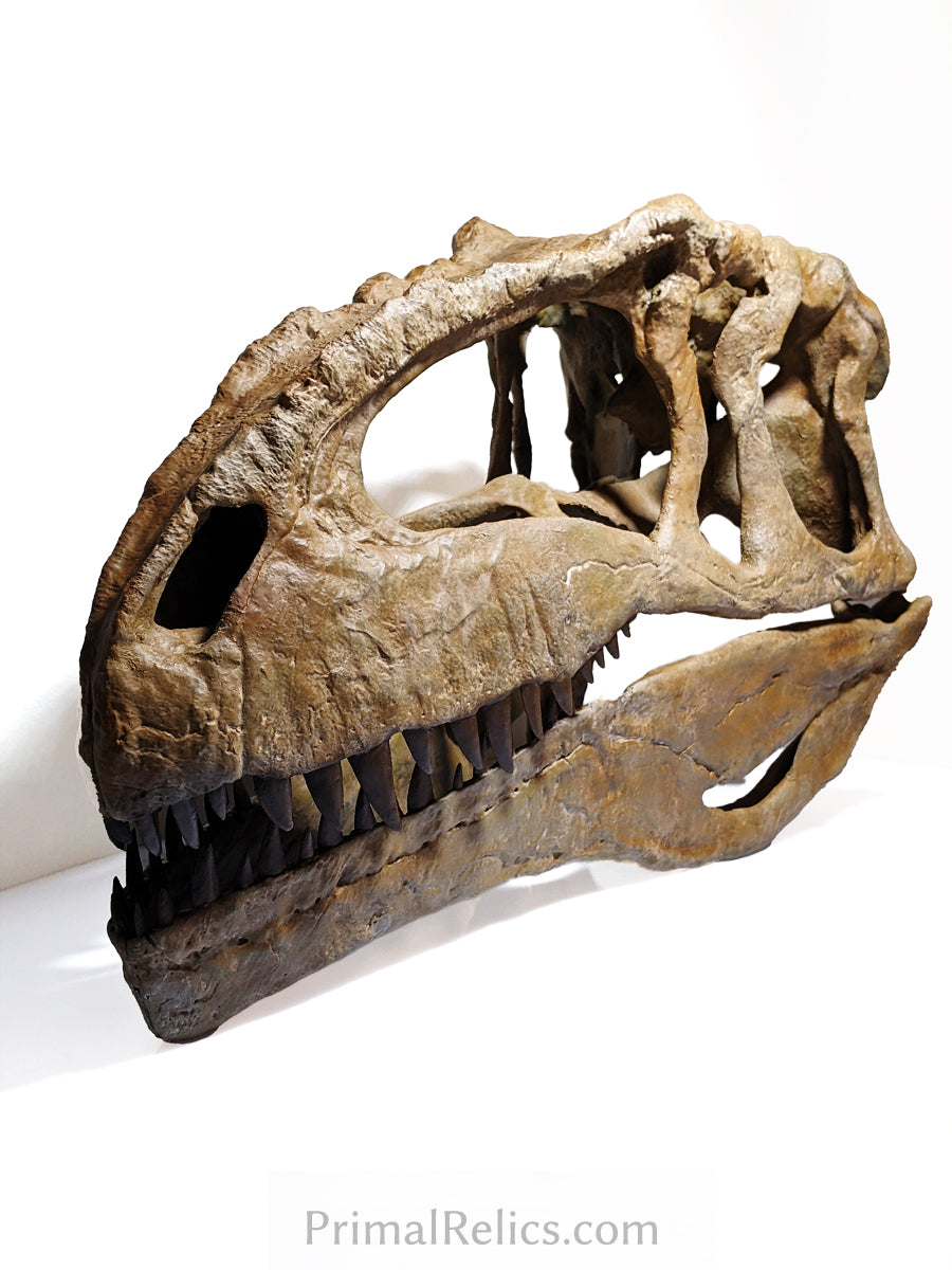 Giganotosaurus carolinii skull