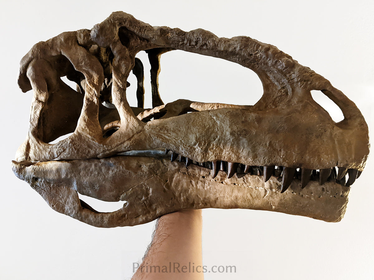 Giganotosaurus carolinii skull