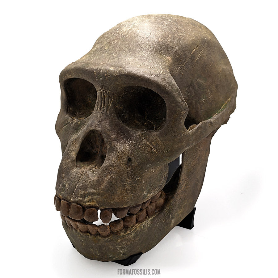 Australopithecus sediba skull