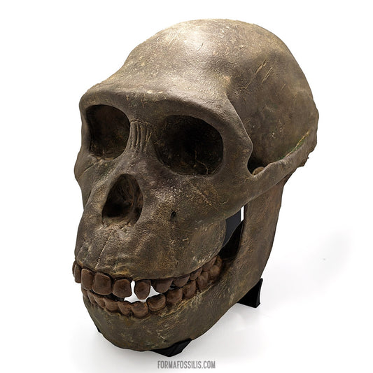 Australopithecus sediba skull