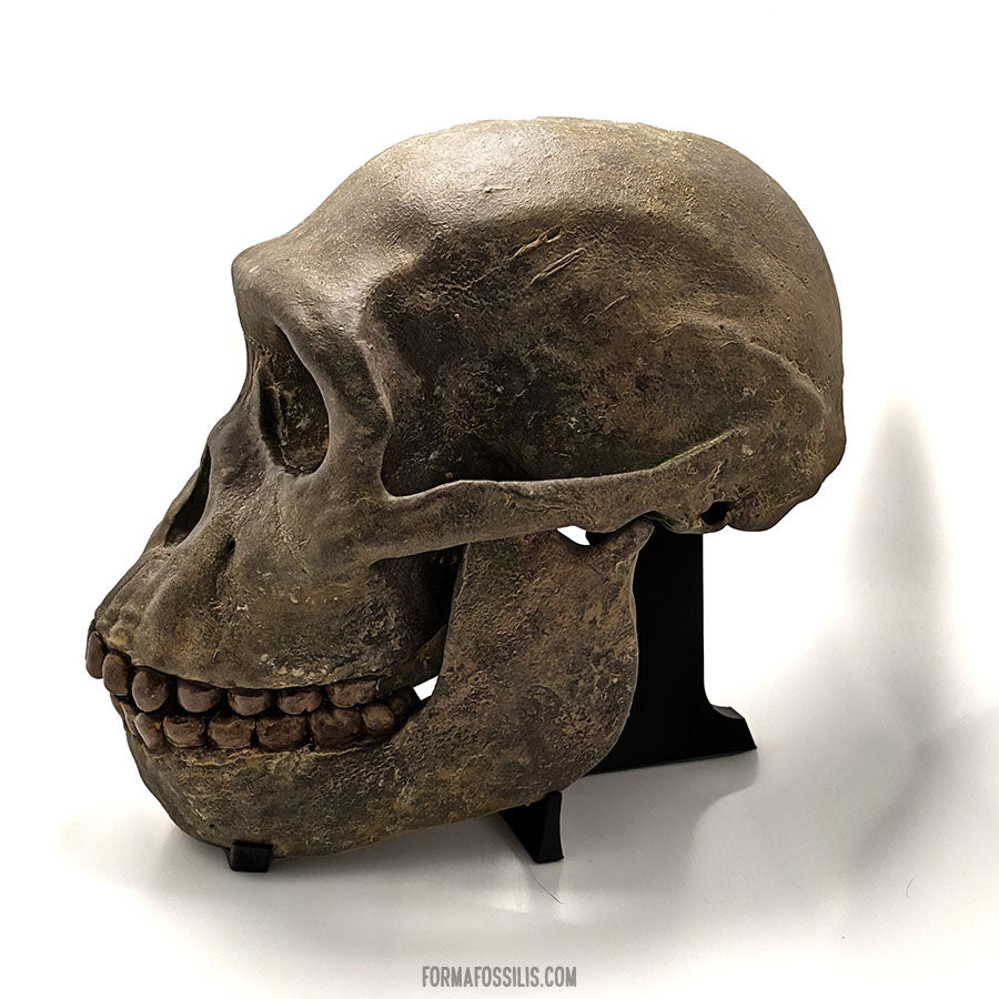 3-pack: A. sediba; H. longi; H. naledi