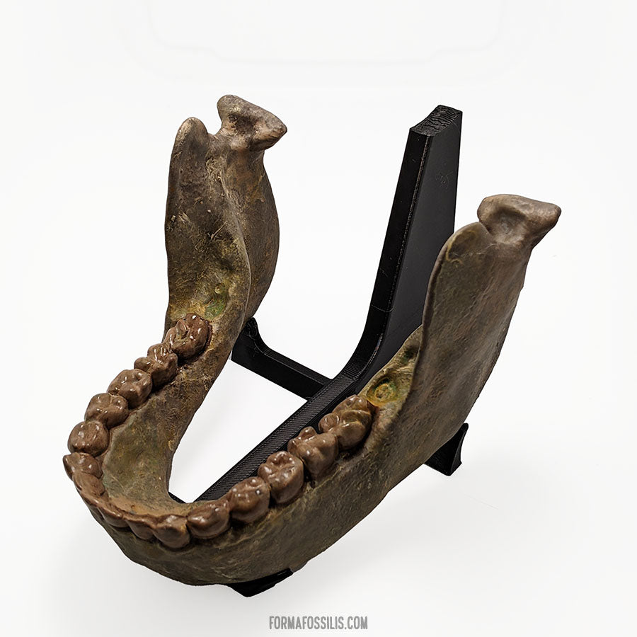 Australopithecus sediba skull