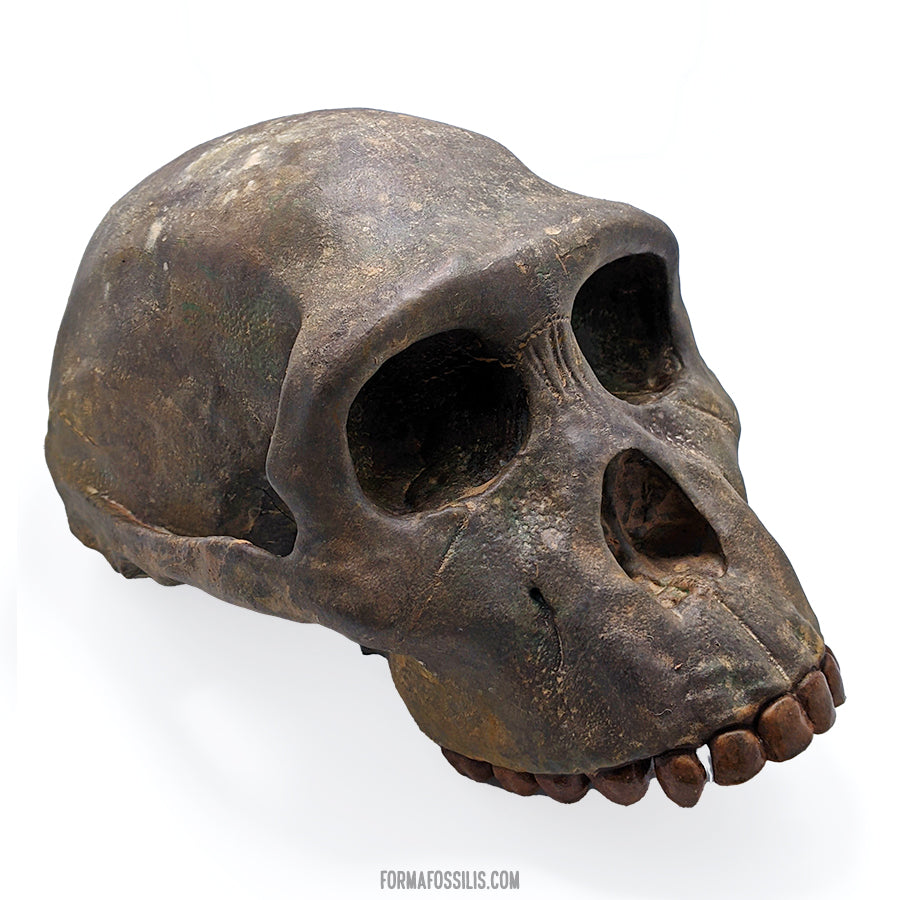 Australopithecus sediba skull