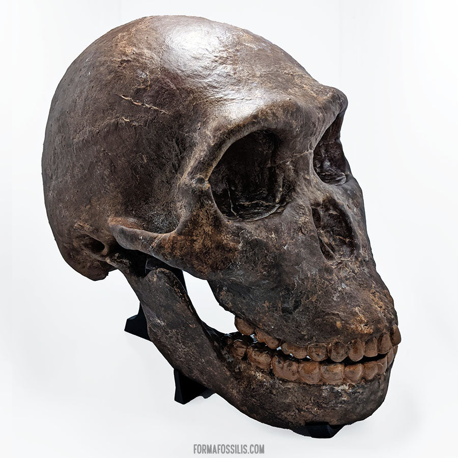 Homo naledi skull