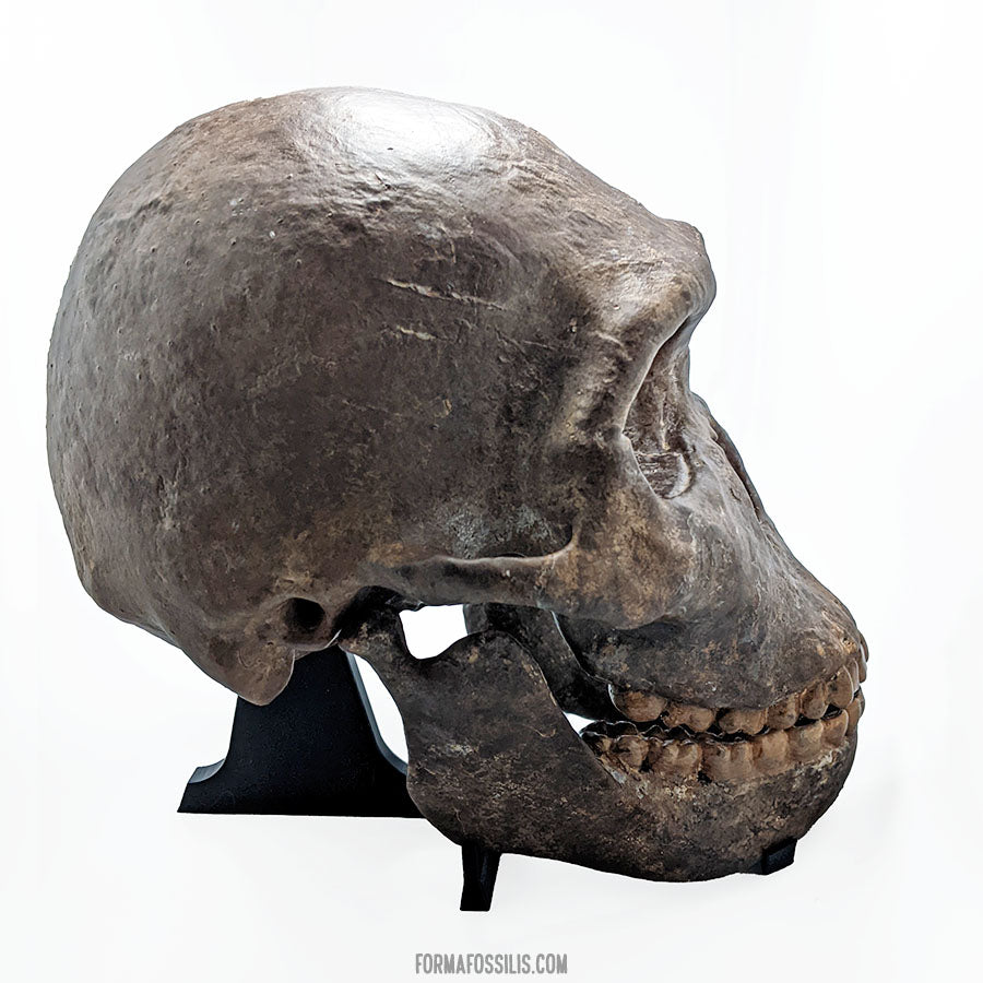 Homo naledi skull