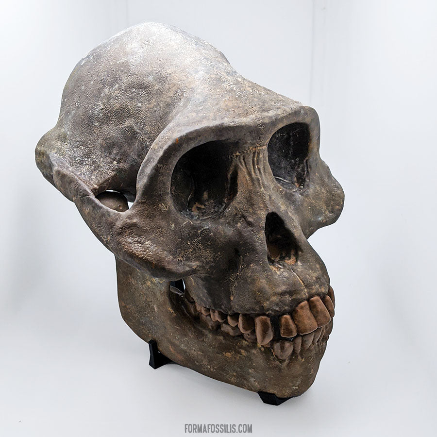 Australopithecus afarensis skull