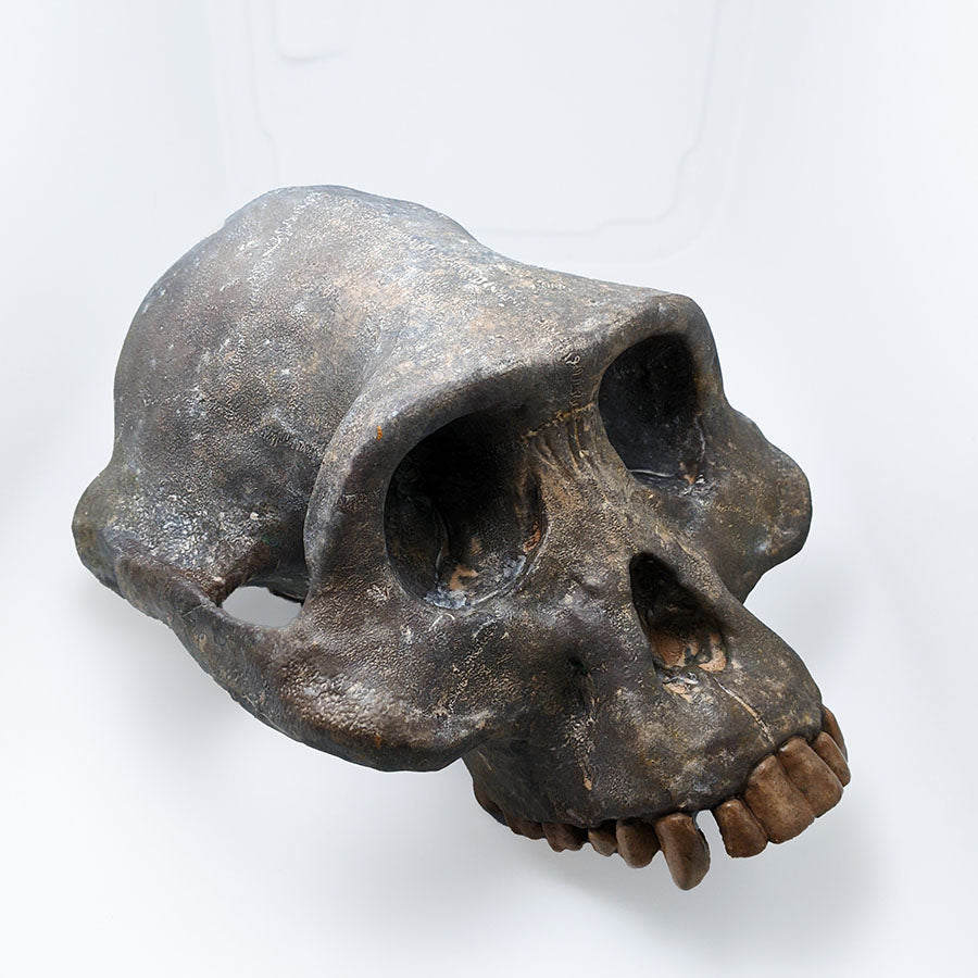 Australopithecus afarensis skull