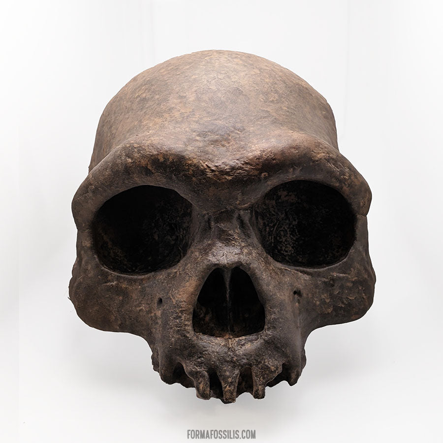 Homo longi cranium (no mandible)