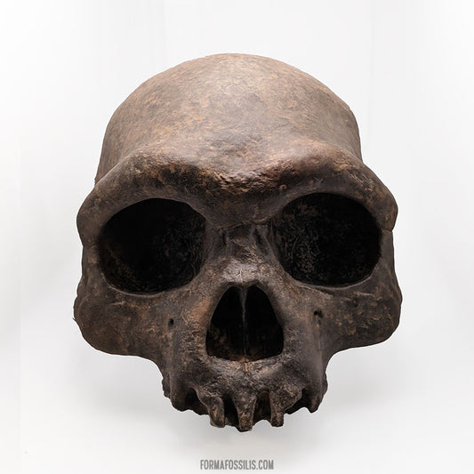 Homo longi cranium (no mandible)