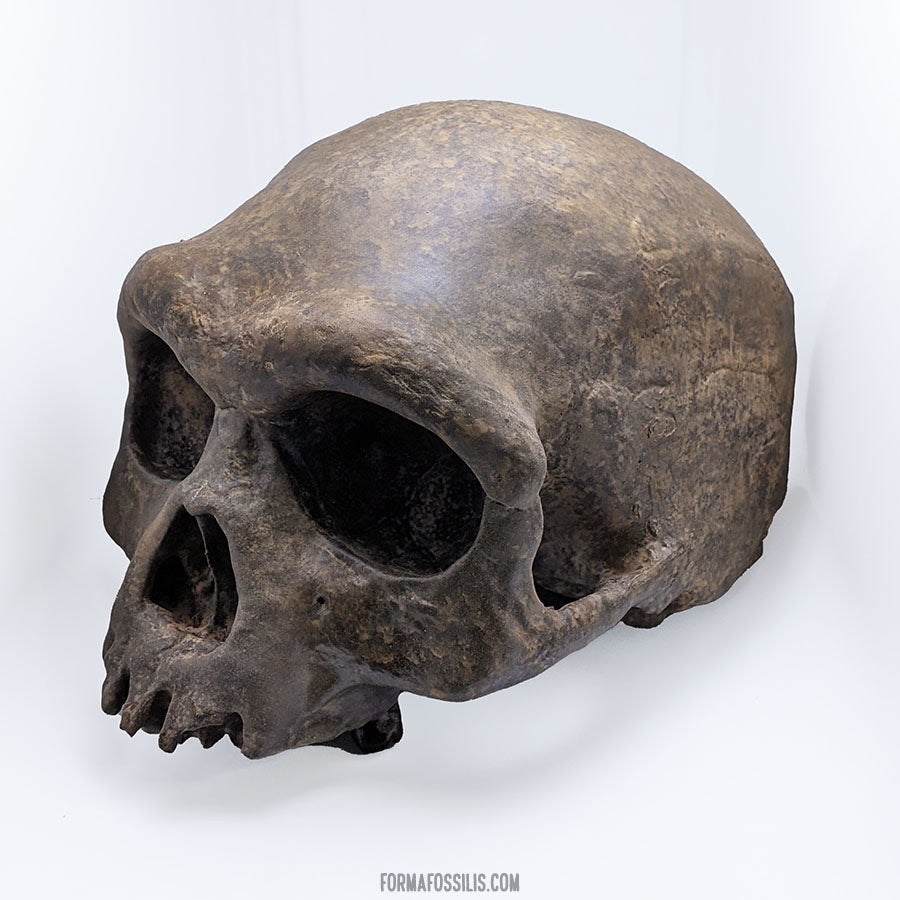 Homo longi cranium (no mandible)