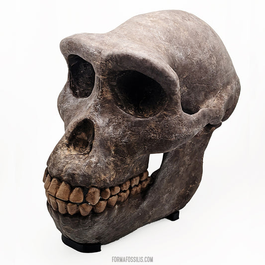 Sahelanthropus tchadensis skull
