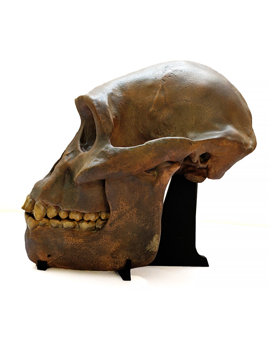 Australopithecus afarensis skull