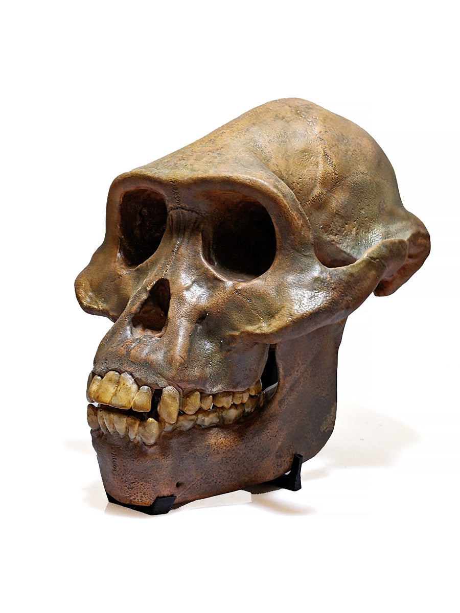 Australopithecus afarensis skull