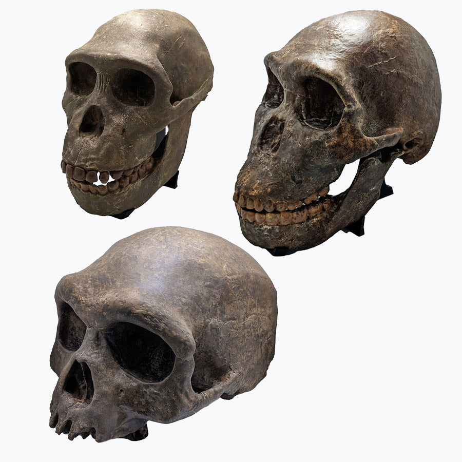 3-pack: A. sediba; H. longi; H. naledi