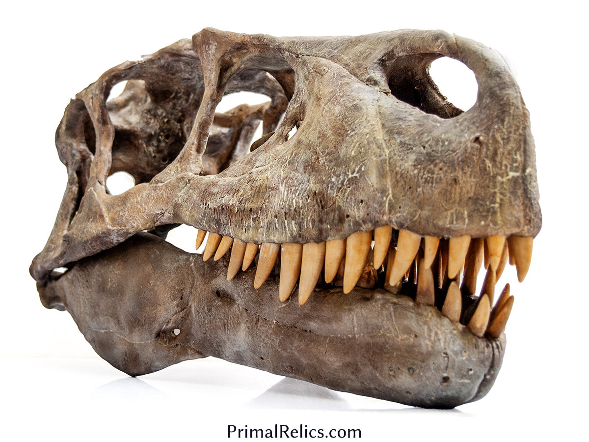 Utahraptor ostrommaysi skull