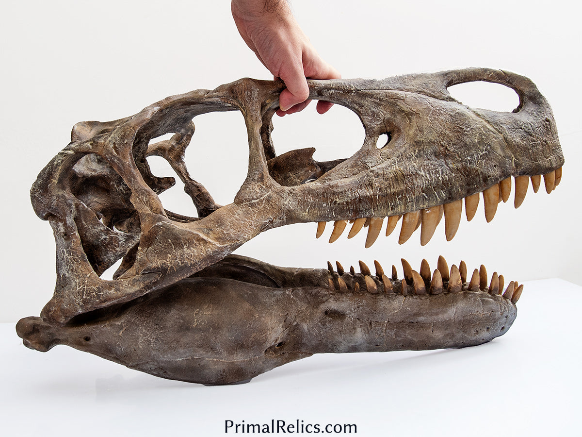 Utahraptor ostrommaysi skull