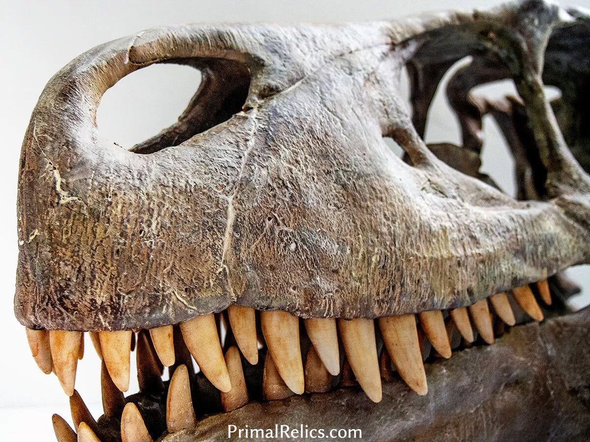 Utahraptor ostrommaysi skull